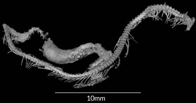 Fosil bayi ular tertua di dunia (Foto: L Xing et al./Science Advances 2018)