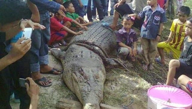 Crocodylus Raninus, Monster dari Sangatta (2)