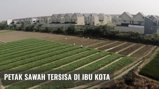 Tanaman sayur di lahan tidur milik pengembang properti. (Foto: Jamal Ramadhan/kumparan)