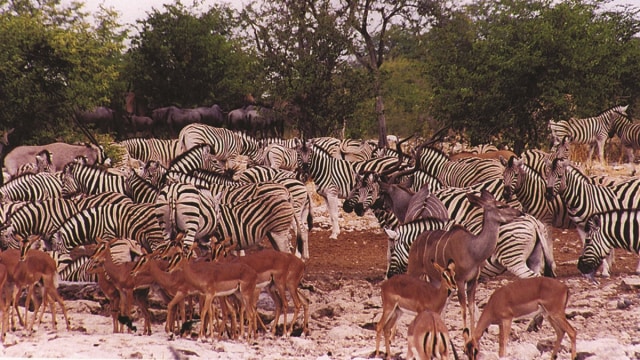 Etosha National Park, Namibia (Foto: Flickr/Safari Partners)