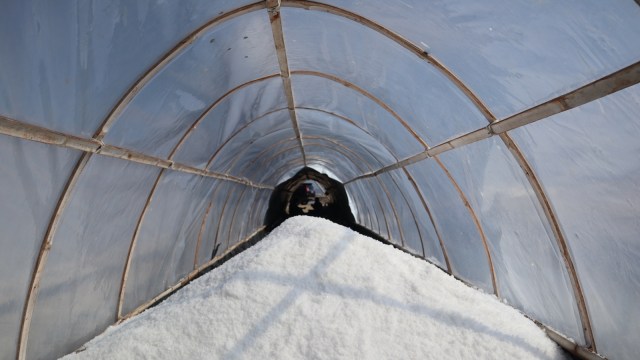 Kemenko maritim dorong intensifikasi garam dengan metode tunnel-prisma. (Foto: Phaksy Sukowati/kumparan)