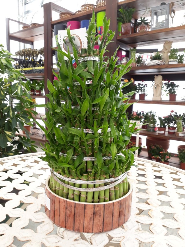 Terbaik Dari Bambu  Hias Dalam  Pot  Bunga Hias