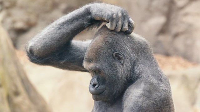 Seekor Gorila saat menggaruk kepala. (Foto: Eric Kilby/Flickr)