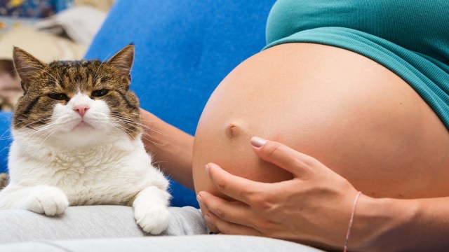 Memelihara kucing saat hamil (Foto: Thinkstock)