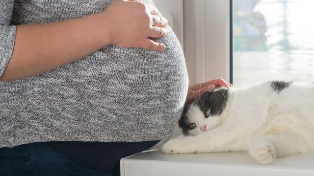 Memelihara kucing saat hamil (Foto: Thinkstock)