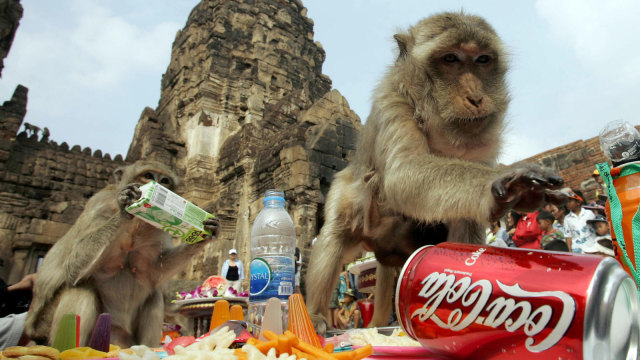 Festival Monkey Buffet Festival, Thailand. (Foto: Flickr/winder west)