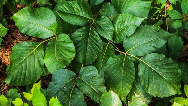 Poison Ivy. (Foto: JamesDeMers via Pixabay)