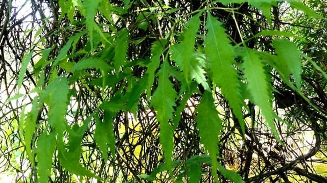 pain bush (Smodingium argutum). (Foto: JMK via Wikimedia Commons)