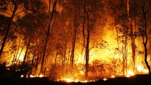 50 Hektare Hutan di Balige Sumatera Utara Terbakar