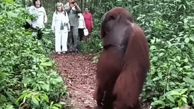 Orangutan terlihat memandu wisatawan (Foto: Instagram/@mountnesia)
