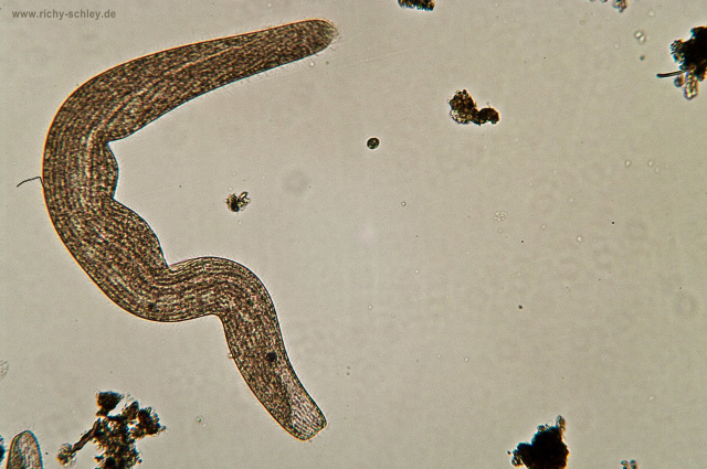 Ilustrasi cacing parasit. Foto: Richy Schley (CC BY-SA 3.0)
