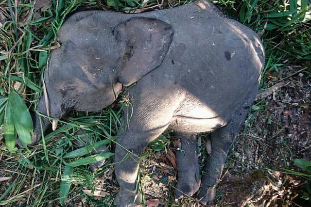 Gajah kerdil mati di Malaysia (Foto: Sabah Wildlife Department/AFP )