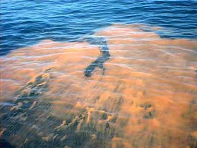 Ilustrasi red tide (Foto: NOAA via Wikimedia Commons)