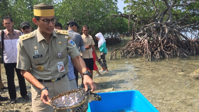 Wakil Gubernur DKI Jakarta, Sandiaga Uno, melepas anak penyu di Pulau Sebira. (Foto: Moh Fajri/kumparan)