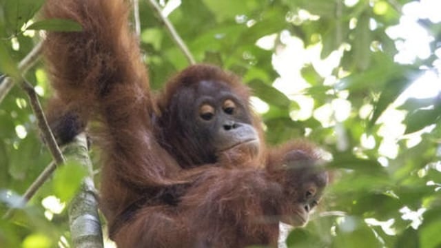Pelepasan Orangutan Maili dan Osin. (Foto: International Animal Rescue)
