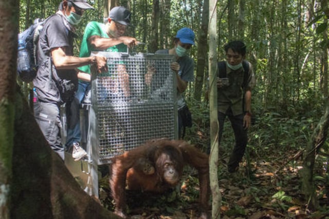 Pelepasan Orangutan Maili dan Osin. (Foto: International Animal Rescue)