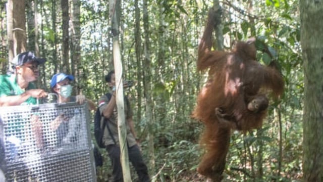 Pelepasan Orangutan Maili dan Osin. (Foto: International Animal Rescue)