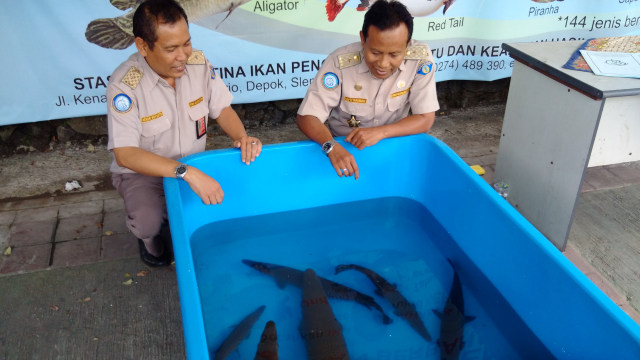 BKIPM DIY terima 20 ikan berbahaya dari masyarakat. (Foto: Arfiansyah Panji Purnandaru/kumparan)