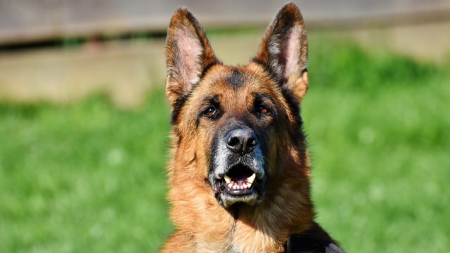 Ilustrasi German Shepherd (Foto: Pixabay)