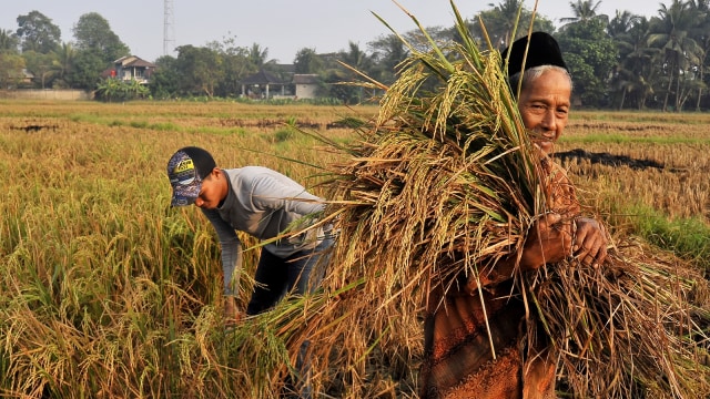 Produksi Padi (Foto: ANTARA FOTO/Asep Fathulrahman)