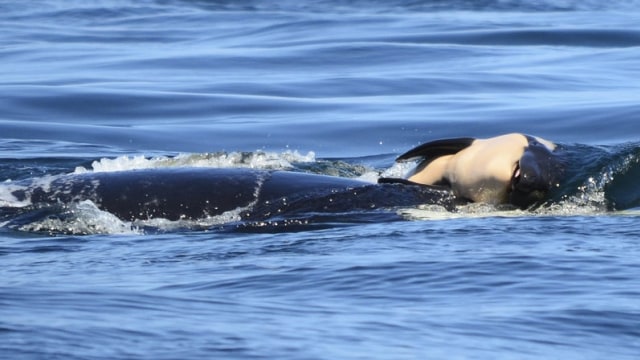 Tubuh mati bayi paus orca (kanan), didorong oleh induknya (kiri) (Foto: Michael Weiss/Center for Whale Research via AP)