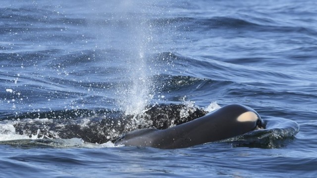 Induk paus orca masih mendorong-dorong tubuh mati bayinya. (Foto: Michael Weiss/Center for Whale Research via AP)