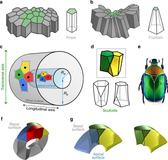 Bentuk geometris baru di tubuh manusia (Foto: Luis M. Escudero (Seville University, Spain) et al/Nature Communications)