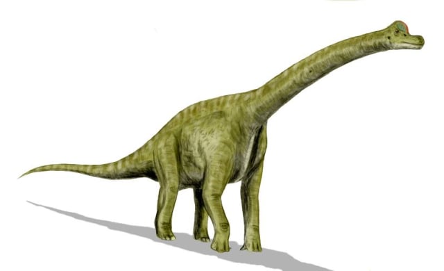 brachiosaurus (Foto: Nobu Tamura/Wikimedia commons)