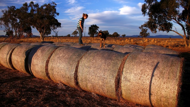 Kekeringan di Australia Foto: Reuters/David Gray