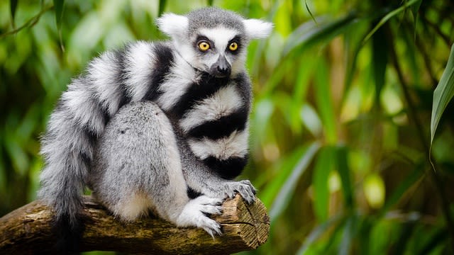 Lemur ekor cincin, spesies King Julien. (Foto: Mathias Appel via Flickr)