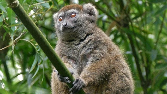 Ilustrasi lemur Foto: Gerhard mauracher via Wikimedia Commons