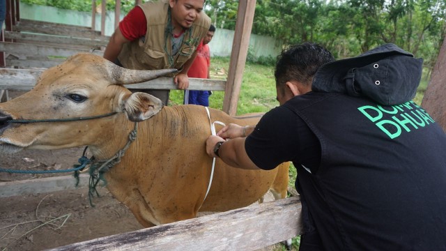 Dhompet dhuafa cek kualitas sapi untuk hewan kurban (Foto: Kelik/kumparan)