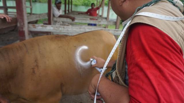 Dhompet dhuafa cek kualitas sapi untuk hewan kurban (Foto: Kelik/kumparan)