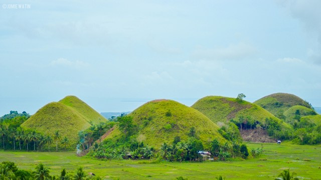 Penampakan Bukit Cokelat Saat Musim Penghujan. (Foto: Flickr/Jomie Watin)