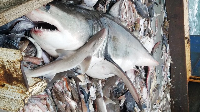Nelayan tak sengaja tangkap hiu putih besar (Foto: Michael Lorello/Facebook)