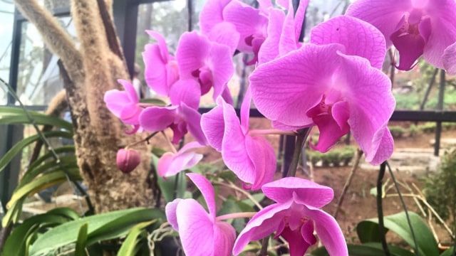 Bunga di Orchid Forest, Cikole. (Foto: Adisty Putri Utami/kumparan)