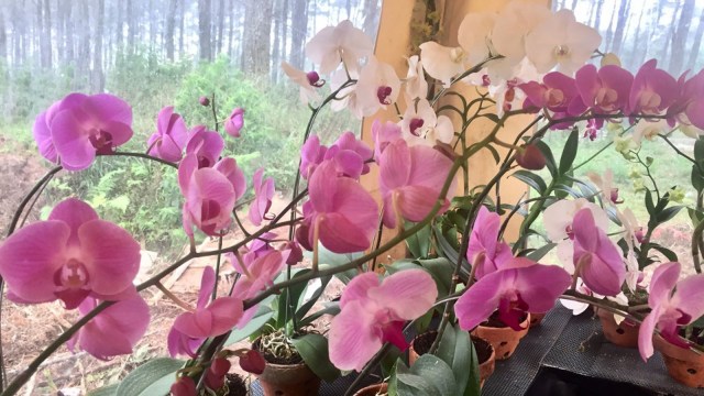 Bunga di Orchid Forest, Cikole. (Foto: Adisty Putri Utami/kumparan)