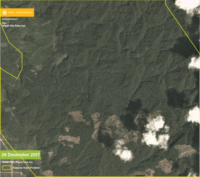 Indikasi Penebangan Hutan di Riau. (Foto: World Research Institute Indonesia)