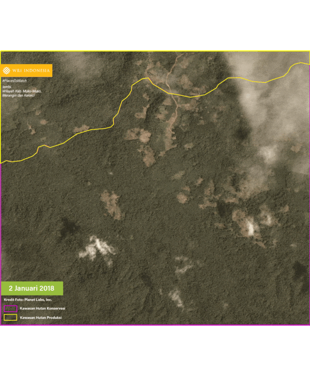 Indikasi Penebangan Hutan di Jambi. (Foto: World Research Institute Indonesia)