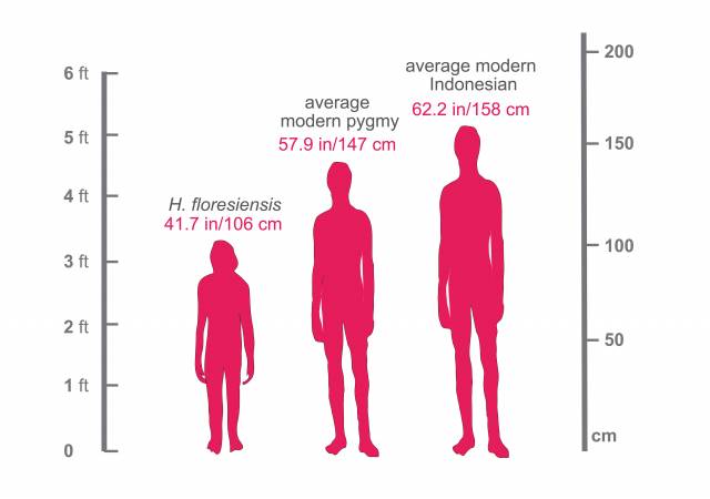Perbandingan tinggi manusia Indonesia modern dengan 'Hobbit' H. floresiensis dan manusia pigmi modern. (Foto: Princeton University.)
