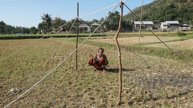 Seorang warga membersihkan rumput di lahan sawah untuk dijadikan tempat pengungsian di Desa Menggala, Kec. Pemenang, Kab. Lombok Utara, NTB, Senin (6/8). (Foto: Jamal Ramadhan/kumparan)