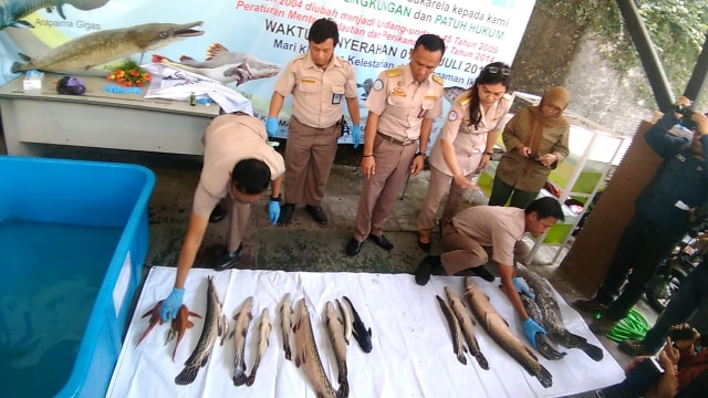 25 ikan berbahaya dimusnahkan oleh BKIPM Yogyakarta, Selasa (7/8). (Foto: Arfiansyah Panji Purnandaru/kumparan)