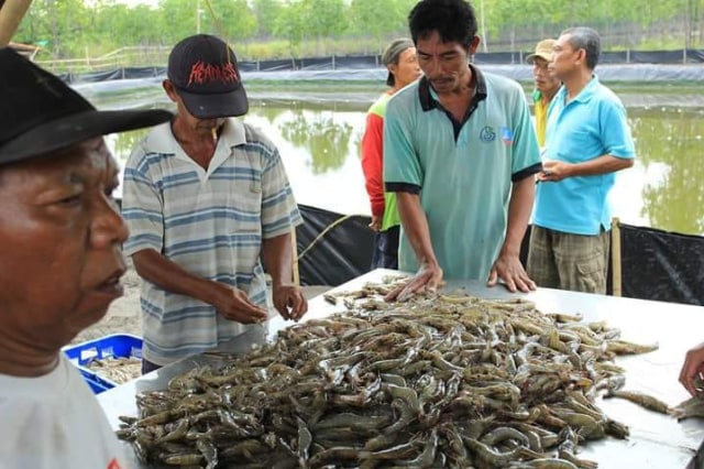 Nelayan Kota Tegal Juarai Lomba Budidaya Udang Vaname 