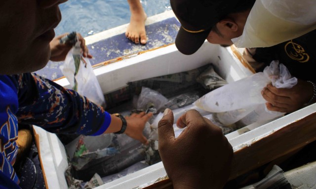 92.480 Bibit Lobster Dilepasliarkan di Kawasan Pulau Pandan