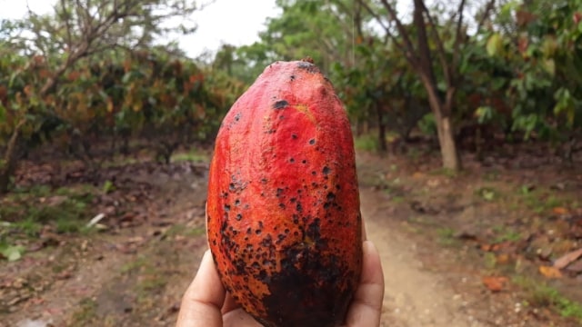 Kebun kakao di Kendari, Sulawesi Tenggara. Foto: Ema Fitriyani/kumparan