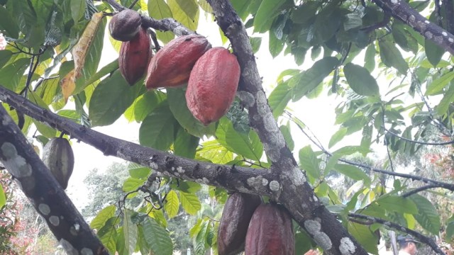 Kebun kakao di Kendari, Sulawesi Tenggara. Foto: Ema Fitriyani/kumparan