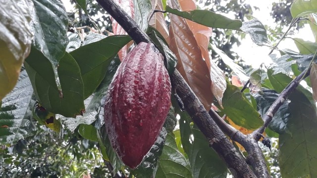 Kebun kakao di Kendari, Sulawesi Tenggara. (Foto: Ema Fitriyani/kumparan)