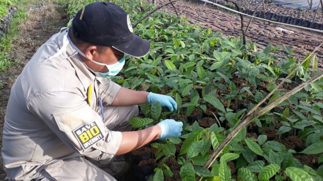 Monitoring kualitas bibit kakao oleh Tim Balai Karantina Pertanian, Kendari, Sulawesi Tenggara (Foto: Ema Fitriyani/kumparan)