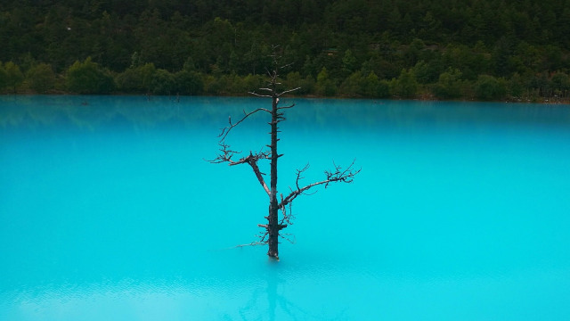 Sebuah pohon di tengah-tengah danau Blue Moon Valley (Foto: Pixabay)