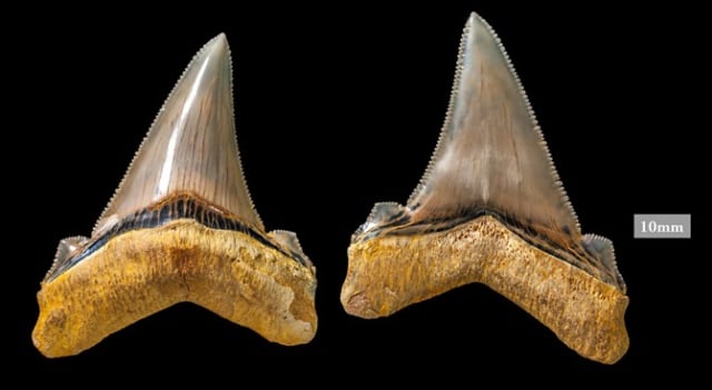 Fosil Gigi Hiu Raksasa (Foto: Museum Victoria)